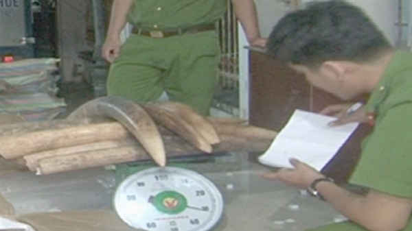 Mở rộng điều tra vụ vận chuyển gần 1,5 tấn ngà voi ở Bạc Liêu