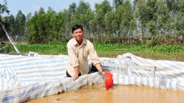 Ngưỡng mộ 'lão nông' sở hữu 120 ha lúa Nhật, lãi 6,5 tỷ đồng/năm