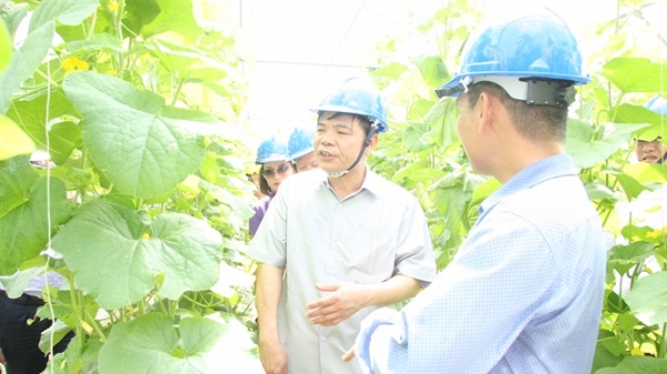 BR-VT: Hơn 1.000 ha sản xuất nông nghiệp ứng dụng công nghệ cao