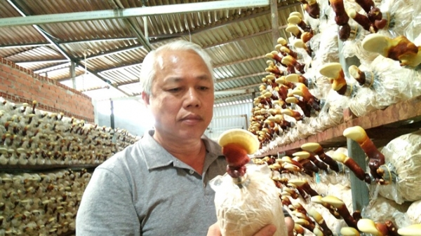 Việt kiều Mỹ về quê trồng nấm theo quy trình đặc biệt