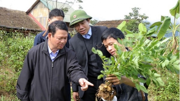 Bảo Yên (Lào Cai): Trồng rừng vượt 150% kế hoạch
