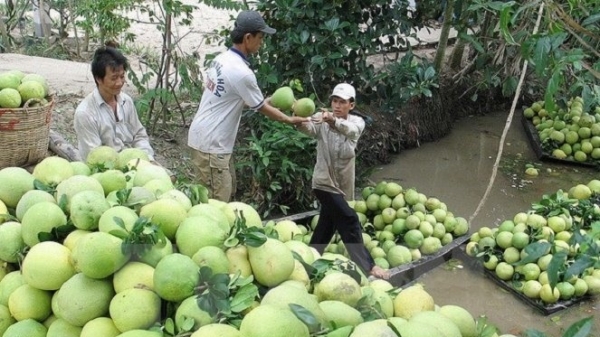Kỳ vọng mục tiêu xuất khẩu trái cây đạt 3,6 tỷ USD vào năm 2020