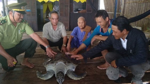 Cà Mau: Thả rùa biển quý hiếm về môi trường tự nhiên