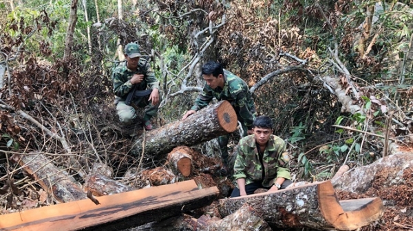 Sẽ khởi tố vụ án phá rừng gỗ quý ở Phong Nha - Kẻ Bàng