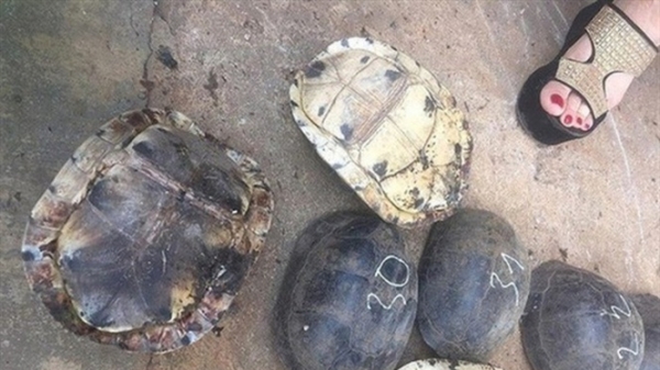 Kon Tum: Thả 86 cá thể rùa quý hiếm về Vườn Quốc gia Chư Mom Ray