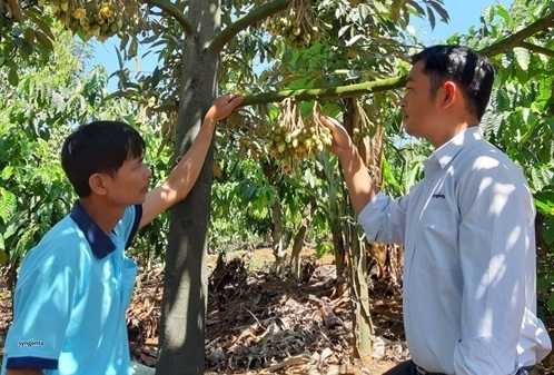 Bí quyết vươn lên làm giàu từ sầu riêng