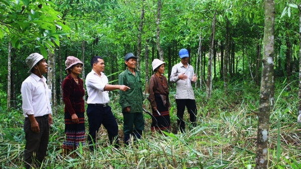 Quảng Trị đặt mục tiêu có 100.000 ha rừng gỗ lớn