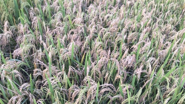 Đối phó bệnh đạo ôn cổ bông hại lúa