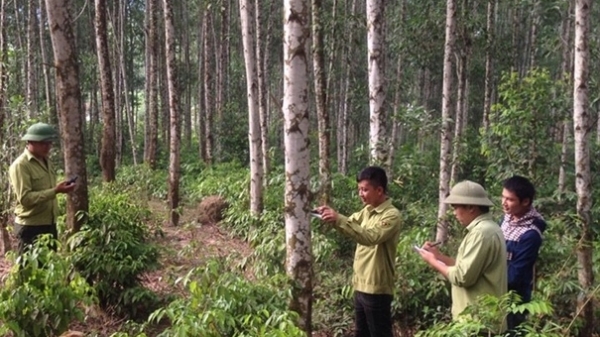 Nghệ An đặt mục tiêu 170.000ha rừng gỗ lớn