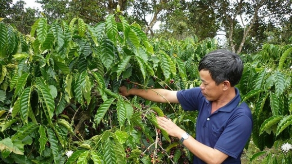 Tái cơ cấu cây trồng chủ lực vùng Tây Nguyên: Thực trạng cà phê Tây Nguyên