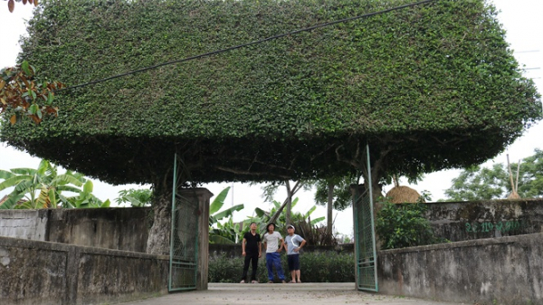 Độc đáo cổng xanh làm từ hai cây duối