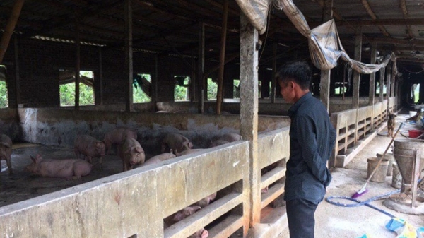 'Thủ phủ chăn nuôi' vắng tiếng lợn