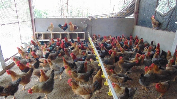 Bắc Giang: Chăn nuôi gà lông màu thả vườn gắn với tiêu thụ sản phẩm