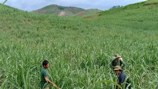 Nông dân trồng mía ở Sơn La và nỗi ám ảnh đường lậu