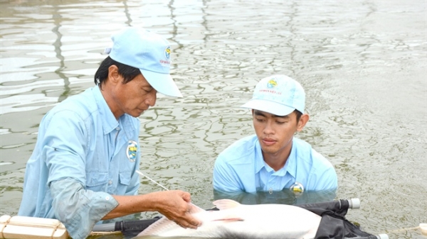 Tập đoàn Việt - Úc sản xuất giống cá tra chất lượng cao