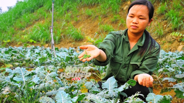 Hai người kỳ lạ dưới đỉnh Vua Bà: Bà chúa lợn rừng đất Việt