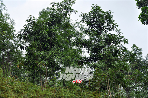 Cây mỡ được trồng tại Hà Nội sau 10 năm sẽ thế nào?