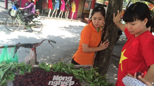 Nguồn gốc của quả thanh mai trên thị trường Hà Nội