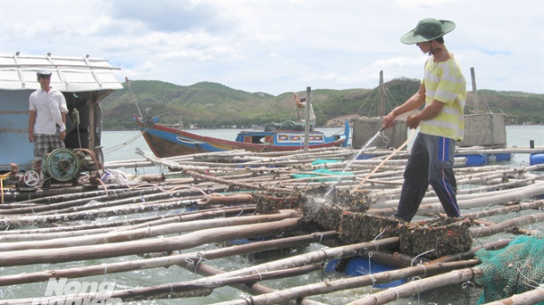 Cảnh báo ô nhiễm, tảo độc gây chết tôm hùm ở vịnh Xuân Đài
