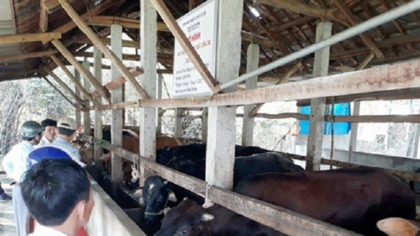 Bình Định: Thay heo bằng bò