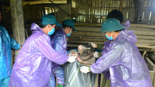 Tạm đình chỉ công tác 2 cán bộ thú y huyện Sơn Dương