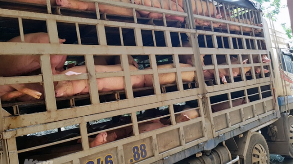 Thanh Hóa: Bắt và tiêu hủy 4 xe chở lợn nhiễm dịch tả Châu Phi