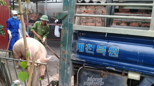 Hải Dương: Xã ký giấy xác nhận bán lợn xuyên vùng dịch