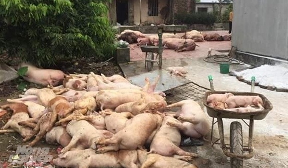 Chủ tịch tỉnh Bắc Giang ơi, lợn của dân chết ngập chuồng rồi!