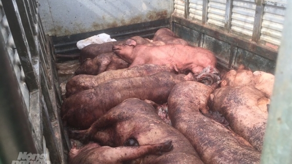 Hải Phòng: Gom lợn bị dịch tả lợn Châu Phi rồi giết mổ bán ra thị trường