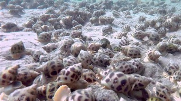 Đỉnh cao nuôi biển: Bài 5 - Nuôi ốc hương công nghiệp mật độ siêu dày