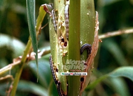 Phú Yên: Hơn 78 ha bắp bị sâu kèo mùa thu tấn công