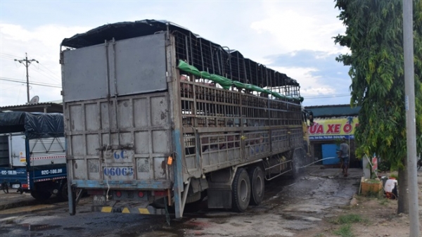 Chi cục trưởng Chi cục Chăn nuôi và Thú y Bắc Ninh lên tiếng vụ xe chở lợn 'rắc' dịch