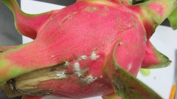 Siết chặt quản lí sinh vật gây hại trên trái cây xuất khẩu