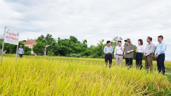 Quảng Trị: Lúa hữu cơ rộng đầu ra
