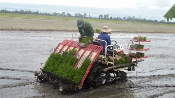 Cơ giới hóa sản xuất lúa bằng máy cấy