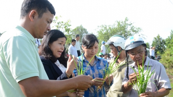 Kiên Giang: Hơn 15 ngàn hộ nông dân tham gia dự án VnSAT
