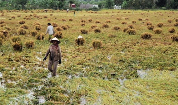 Kiên Giang: Mưa bão quật đổ, nhấn chìm trên 13.000 ha lúa