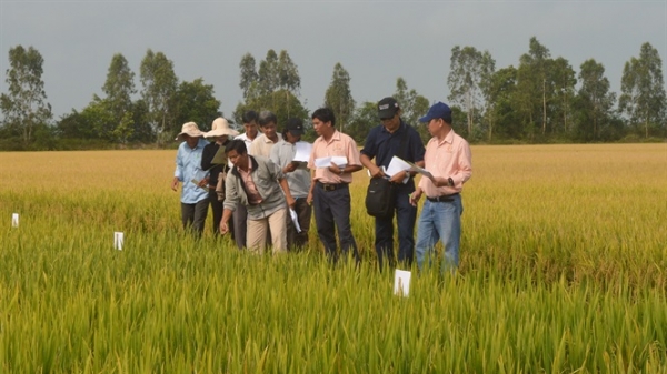 Kiên Giang: Hợp tác triển khai vùng lúa hữu cơ