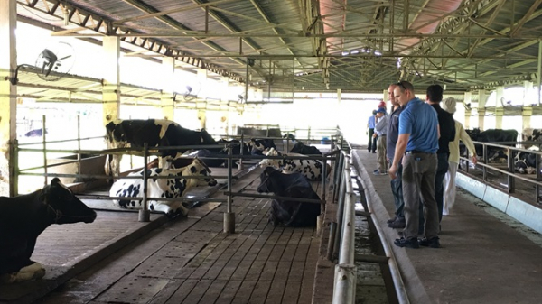 Trảng Bàng tuyên truyền xây dựng HTX chăn nuôi bò sữa công nghệ cao