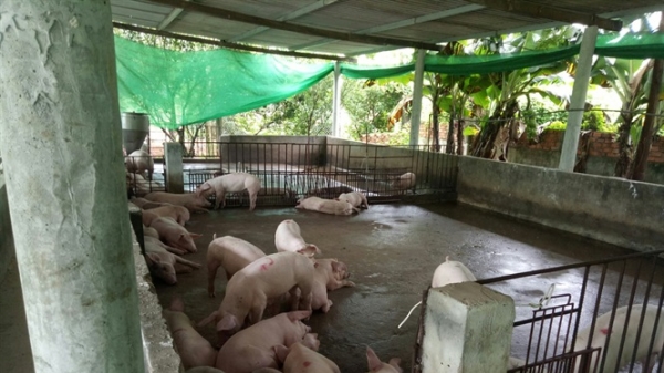 Bình Phước: Tiêu hủy thêm 7 ổ dịch tả lợn Châu Phi