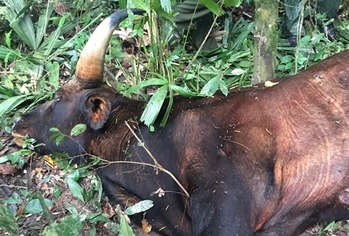 Đồng Nai: Kết luận vụ bò tót quý hiếm chết trong rừng