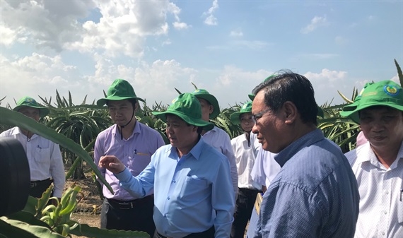 Tiền Giang: Chuyển đổi 10.000 ha lúa kém hiệu quả sang cây ăn trái