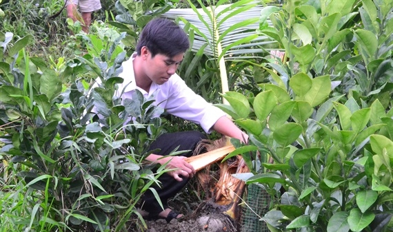 Vĩnh Long: Xuất hiện sinh vật lạ cắn phá dừa