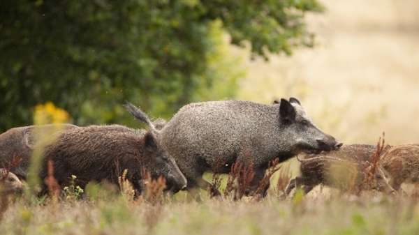 Lợn hoang là nghi can phát tán dịch bệnh