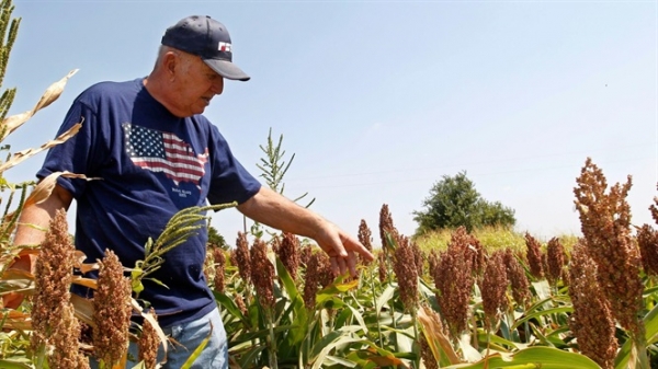 'Góc khuất' trong gói hỗ trợ nông dân Mỹ