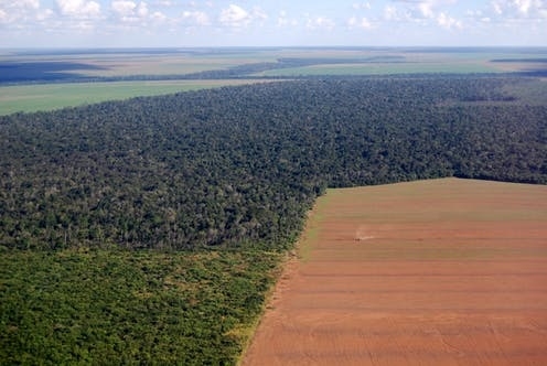 Đậu nành- ‘sát thủ’ rừng Amazon