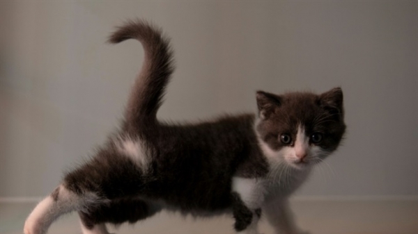 Con mèo nhân bản đầu tiên ra đời