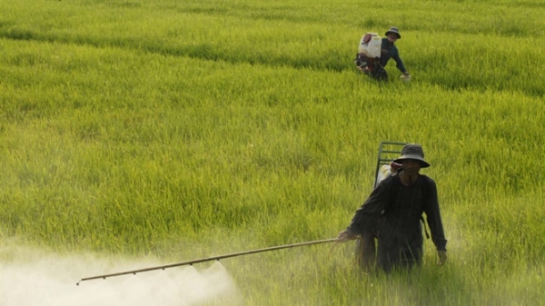 Đông Nam bộ và ĐBSCL: Đề phòng sâu bệnh, dịch hại trên lúa