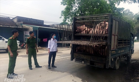 Bắt hơn 2 tấn lợn từ vùng dịch Hà Nam đưa vào Thanh Hóa tiêu thụ