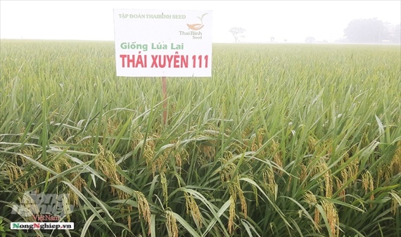 Nhiều giống lúa của Tập đoàn ThaiBinh Seed được đánh giá cao